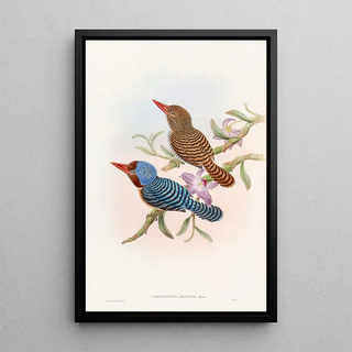 John Gould - Tenasserim Kingfisher.webp