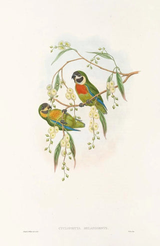John Gould - The Birds of New Guinea and the adjacent Papuan islands Pl06.webp