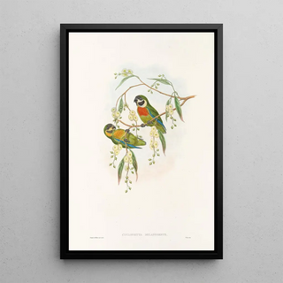John Gould - The Birds of New Guinea and the adjacent Papuan islands Pl06.webp