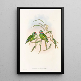 John Gould - The Birds of New Guinea and the adjacent Papuan islands Pl07.webp