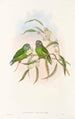 Nya Guinea-fåglar och närliggande Papuaöarna Pl07 - John Gould — vy av konstverket