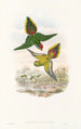 Nya Guinea-fåglar och närliggande Papuaöarna Pl16 - John Gould — vy av konstverket