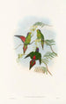 Nya Guinea-fåglar och närliggande Papuaöarna Pl19 - John Gould — vy av konstverket