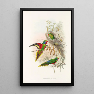 John Gould - The Birds of New Guinea and the adjacent Papuan islands Pl20.webp