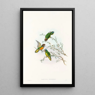 John Gould - The Birds of New Guinea and the adjacent Papuan islands Pl23.webp