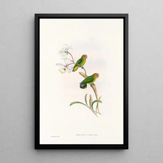 John Gould - The Birds of New Guinea and the adjacent Papuan islands Pl26.webp