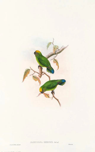 John Gould - The Birds of New Guinea and the adjacent Papuan islands Pl27.webp