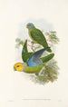 fåglar från Nya Guinea och de närliggande Papuaöarna Pl28 - John Gould — vy av konstverket