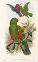fåglar från Nya Guinea och de närliggande Papuaöarna Pl31 - John Gould — vy av konstverket