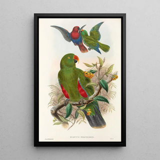 John Gould - The Birds of New Guinea and the adjacent Papuan islands Pl31.webp