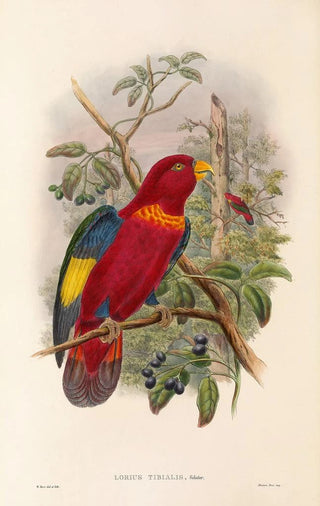 John Gould - The Birds of New Guinea and the adjacent Papuan islands Pl37.webp