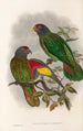 fåglar från Nya Guinea och de närliggande Papuaöarna Pl38 - John Gould — vy av konstverket