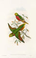 fåglar från Nya Guinea och de närliggande Papuaöarna Pl42 - John Gould — vy av konstverket