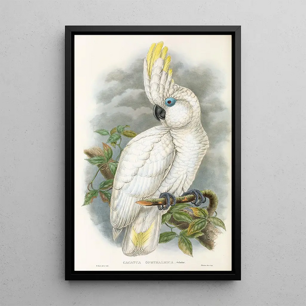 John Gould - The Birds of New Guinea and the adjacent Papuan islands Pl45.webp