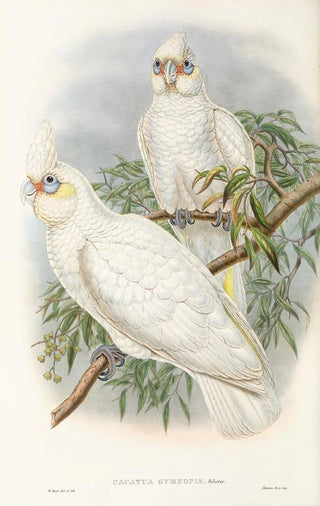 John Gould - The Birds of New Guinea and the adjacent Papuan islands Pl46.webp