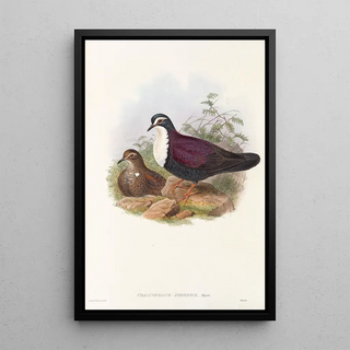 John Gould - The Birds of New Guinea and the adjacent Papuan islands Pl48.webp