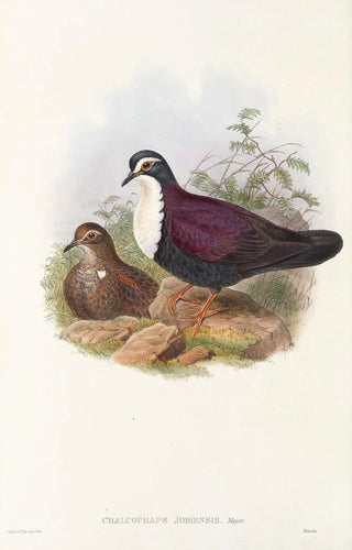 John Gould - The Birds of New Guinea and the adjacent Papuan islands Pl48.webp