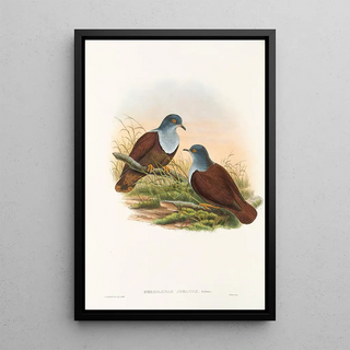 John Gould - The Birds of New Guinea and the adjacent Papuan islands Pl49.webp