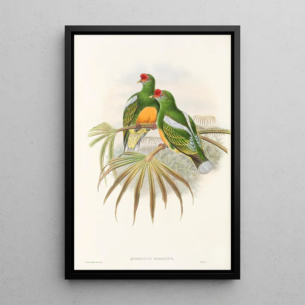 John Gould - The Birds of New Guinea and the adjacent Papuan islands Pl50.webp