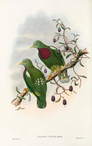 John Gould - The Birds of New Guinea and the adjacent Papuan islands Pl54.webp