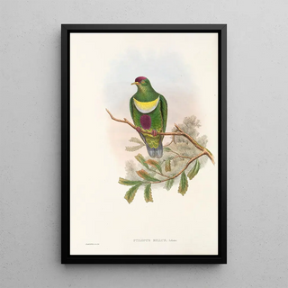 John Gould - The Birds of New Guinea and the adjacent Papuan islands Pl58.webp