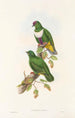 fåglar från Nya Guinea och de närliggande Papuaöarna Pl59 - John Gould — vy av konstverket