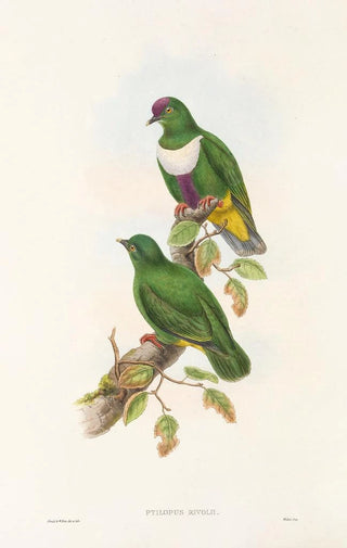 John Gould - The Birds of New Guinea and the adjacent Papuan islands Pl59.webp