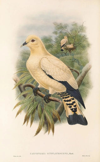 John Gould - The Birds of New Guinea and the adjacent Papuan islands Pl66.webp