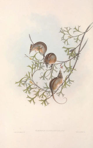 John Gould - The mammals of Australia Pl005.webp