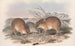 Les Mammifères d'Australie Pl006 - John Gould — vy av konstverket