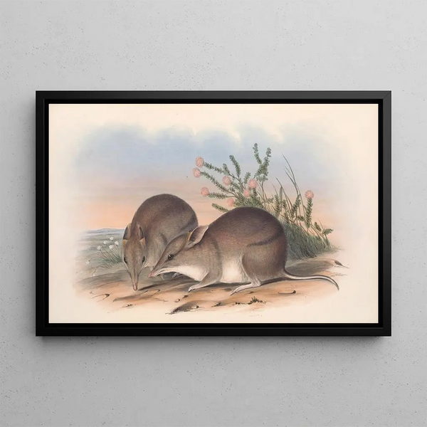 australiensiska däggdjur, Pl010 - John Gould — inramlat konstverk på väggen