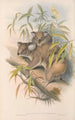 Les mammifères d'Australie Pl014 - John Gould — vy av konstverket
