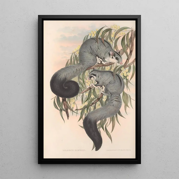 John Gould - The mammals of Australia Pl022.webp
