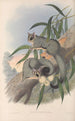 australiensiska däggdjur Pl023 - John Gould — vy av konstverket