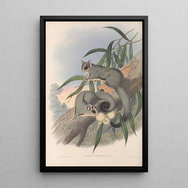 John Gould - The mammals of Australia Pl023.webp