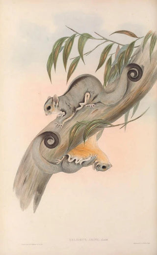 John Gould - The mammals of Australia Pl025.webp