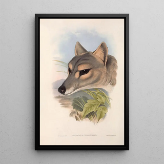 John Gould - The mammals of Australia Pl031.webp