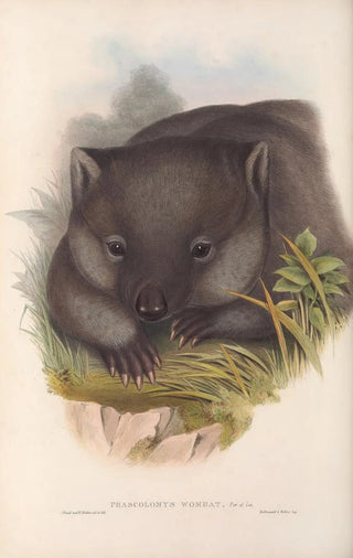 John Gould - The mammals of Australia Pl033.webp