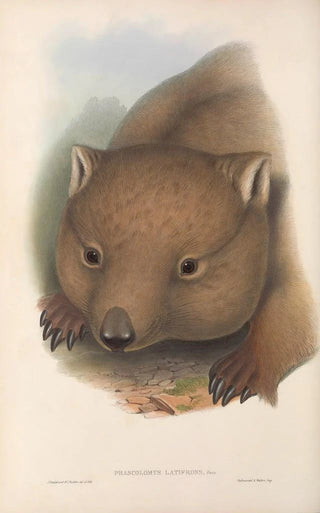 John Gould - The mammals of Australia Pl034.webp