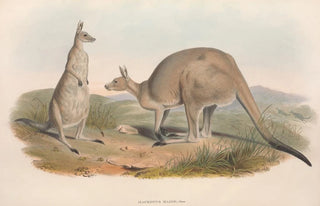 John Gould - The mammals of Australia Pl038.webp