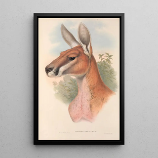John Gould - The mammals of Australia Pl042.webp