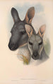 Les mammifères d'Australie Pl046 - John Gould — vy av konstverket