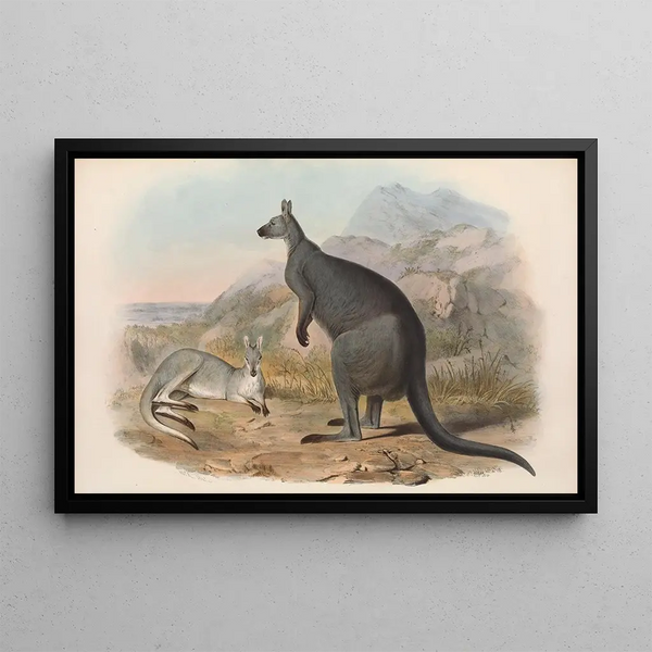australiensiska däggdjur, Pl047 - John Gould — inramlat konstverk på väggen