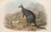 australiensiska däggdjur, Pl047 - John Gould — vy av konstverket