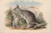 Les mammifères d'Australie Pl049 - John Gould — vy av konstverket
