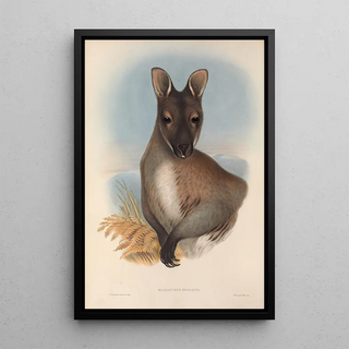 John Gould - The mammals of Australia Pl052.webp
