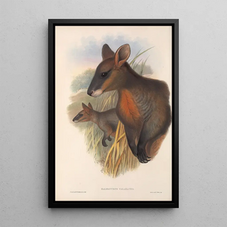 John Gould - The mammals of Australia Pl058.webp
