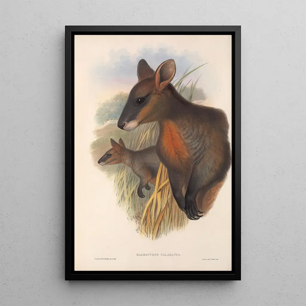 John Gould - The mammals of Australia Pl058.webp