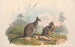 Australiens däggdjur, pl. 059 - John Gould — vy av konstverket