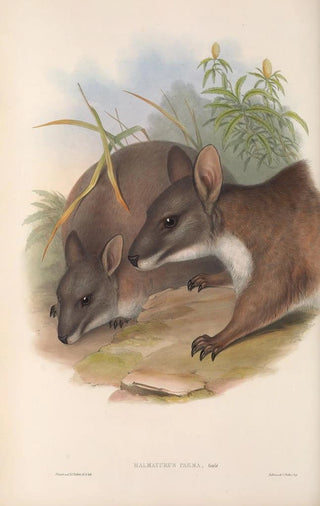 John Gould - The mammals of Australia Pl064.webp